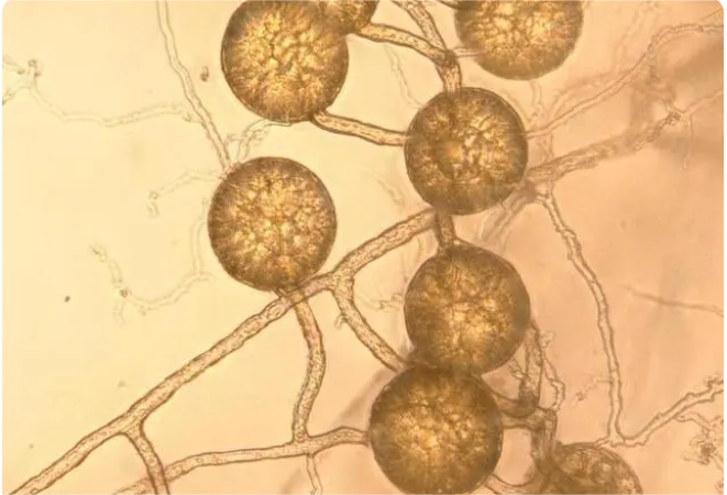 真菌儲存了大量化石燃料,碳庫在我們的腳下