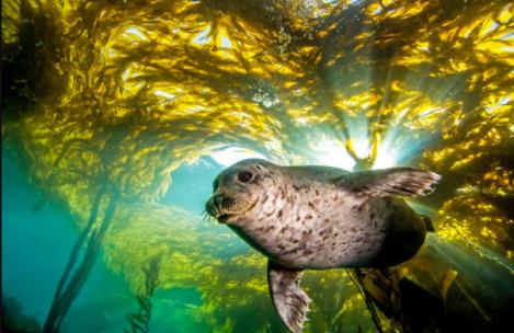 水下森林:海草林和海藻林有助于應對氣候危機